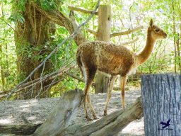 Tiergarten Schönbrunn am 03.10.2025